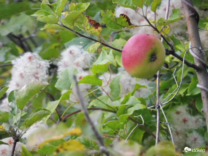Erdőszélre tévedt almafa mosolya