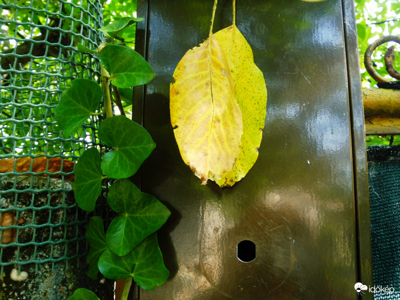 Leveleket kaptam az Ősztől