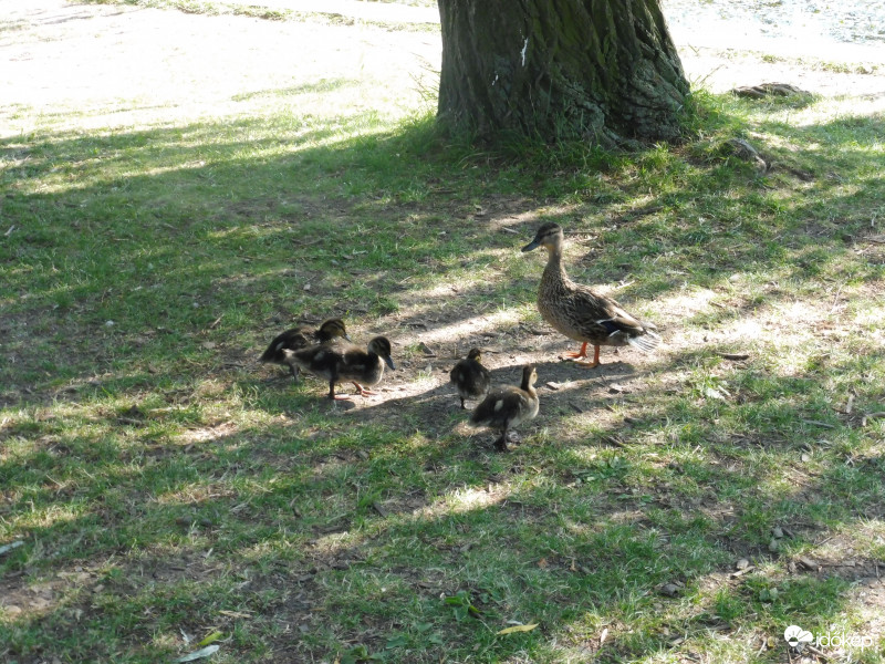 Hőség riasztás van gyerekek, maradjunk az árnyékban!