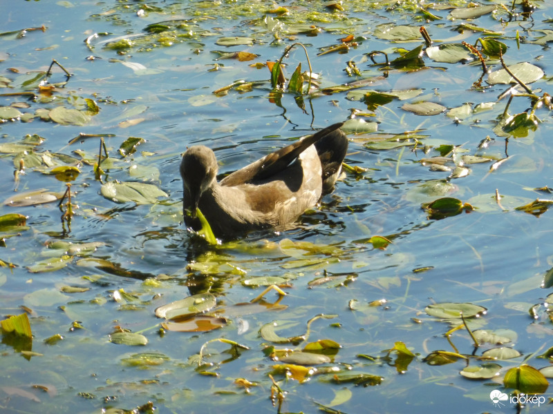 Mire én itt kigazolok, lemegy a nap!