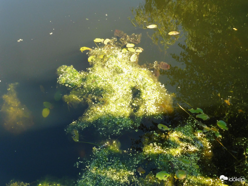 tavi növény csendélet