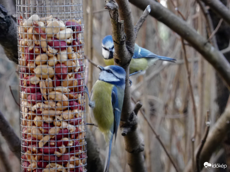 Engedj oda, különben dühbe jövök!
