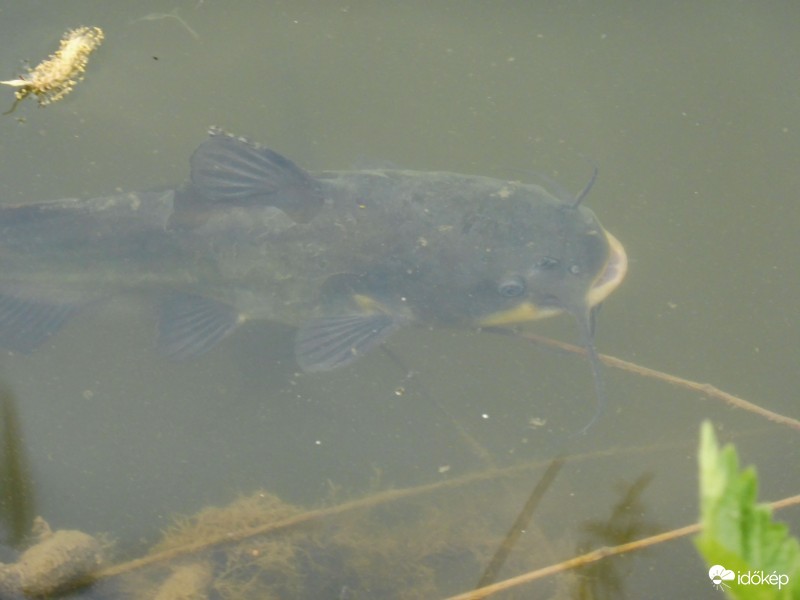Üledékes tó vizében a bajszos harcsát nehéz volt lekapni