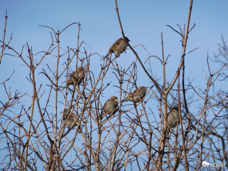 Veréb bölcsesség: "a kert gazdája a lusta macskájával sétál alattunk, veszélytelenek!"