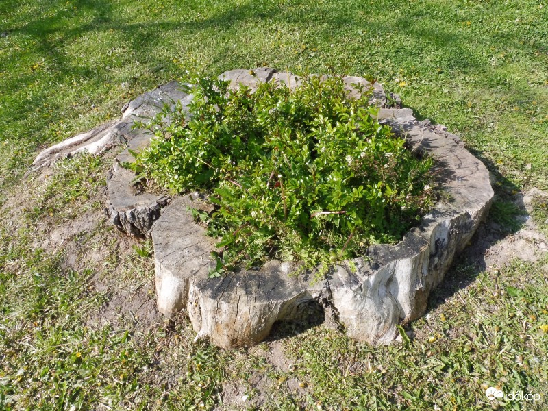 Magasra törő álmai már nem lehetnek, de kérgével védelmezheti zöld barátait