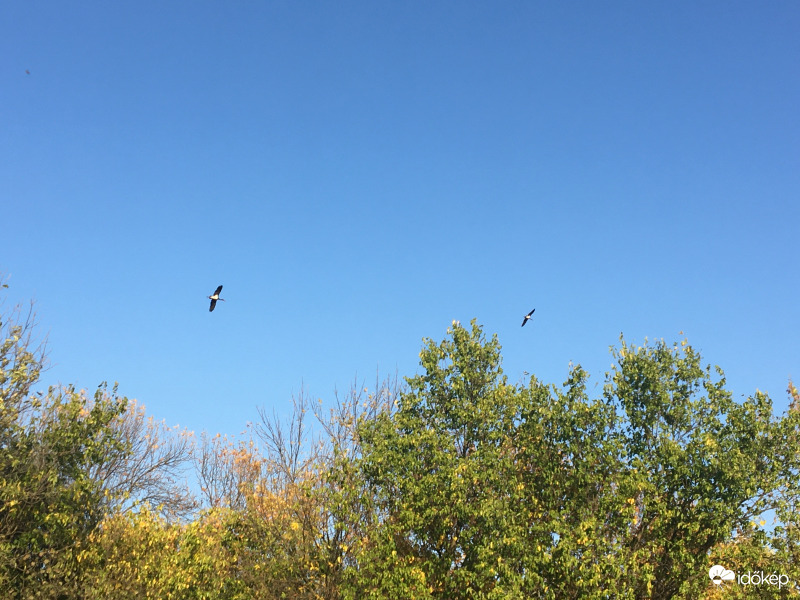 Fekete gólyák
