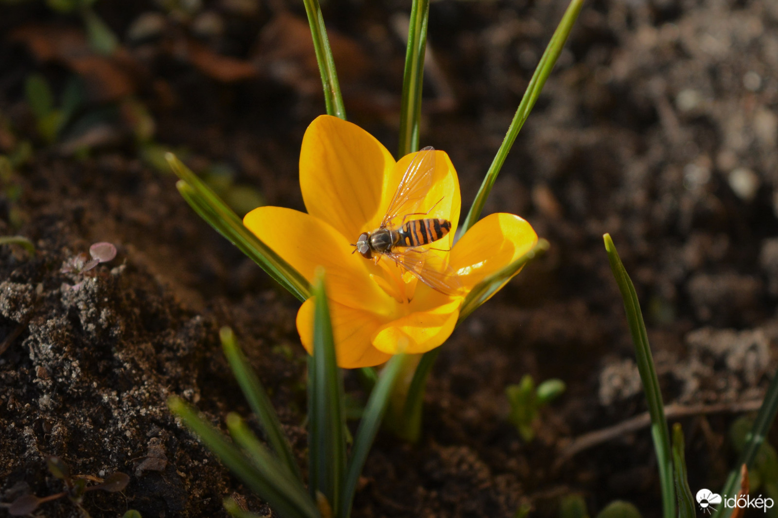 Kinyílt az első krókusz 