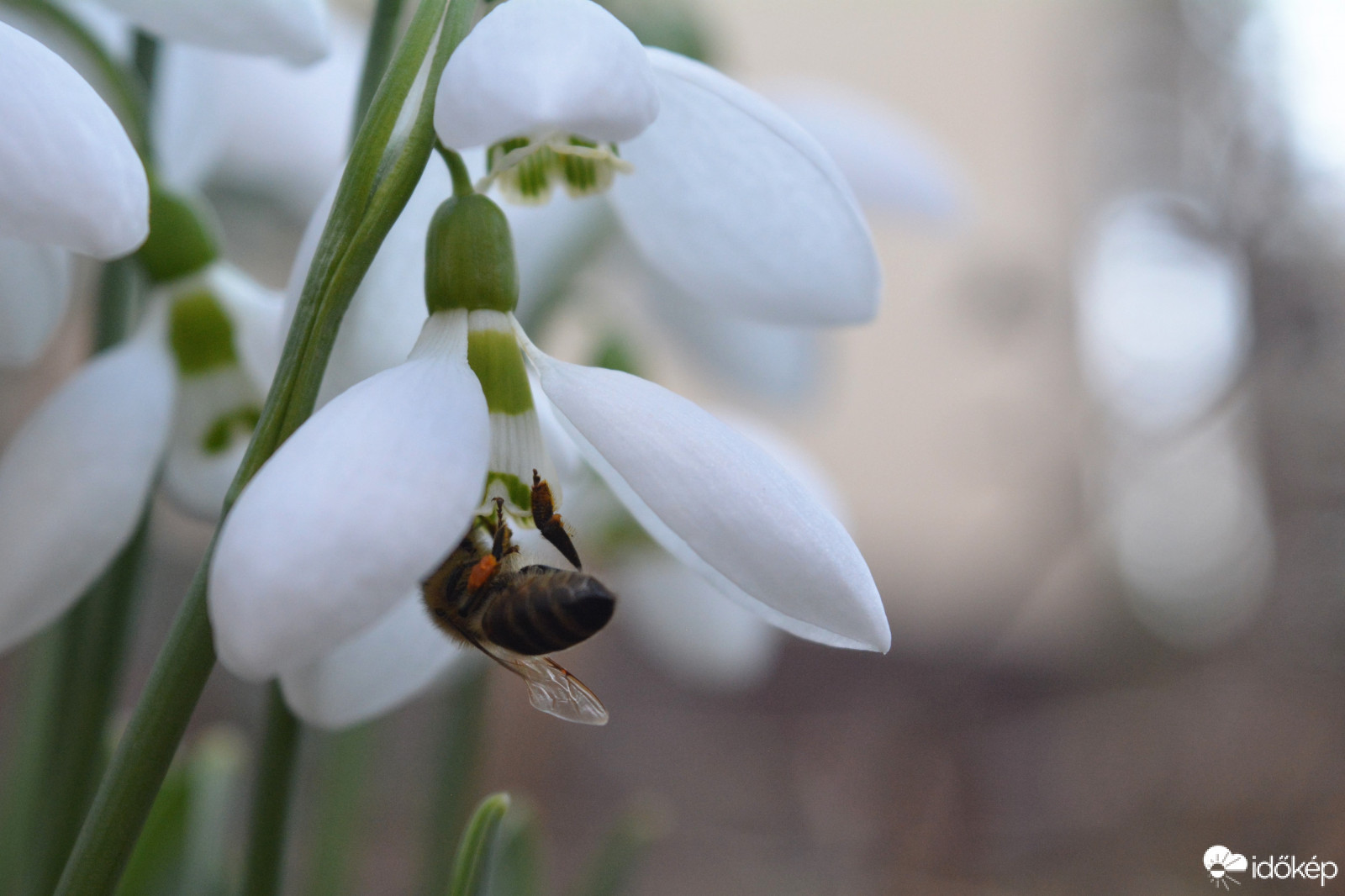 Gyüjtögető méhecske