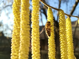 Méhecske a virágzó mogyorón