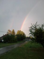 Szivlárvány
