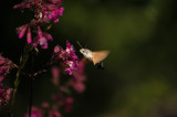 Kacsafarkú szender - az apró "magyar" kolibri