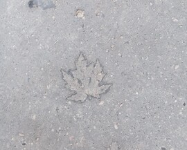 Az ősz utolsó napja...  