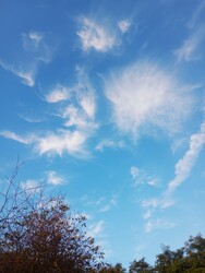 Cirrus-pamacsok Gálosfán
