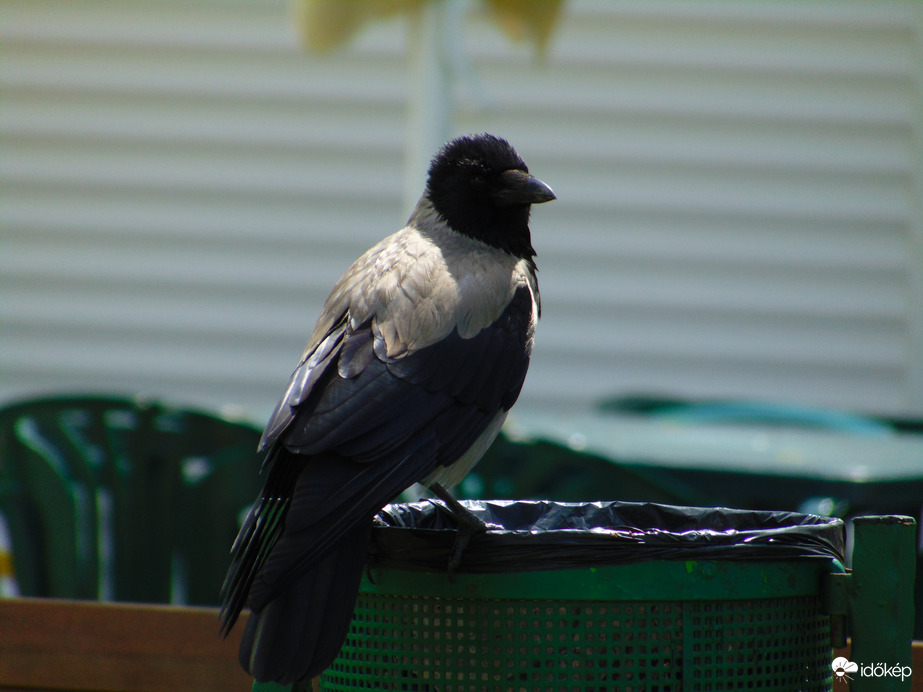 "Mit nézel? Csak kukázok..."