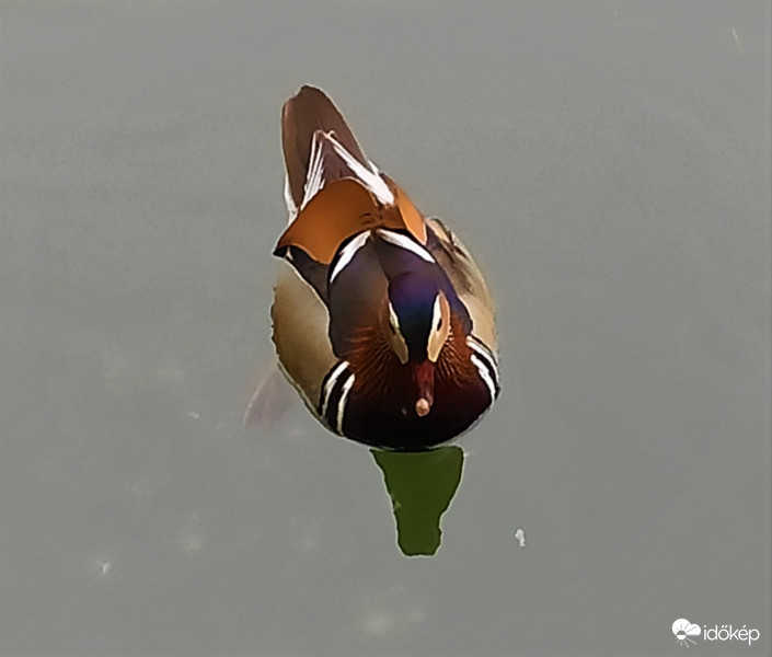 Mandarinréce