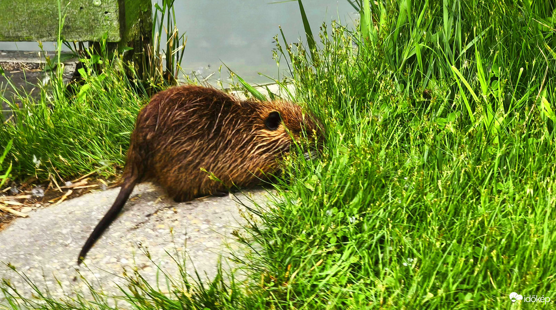 Vác