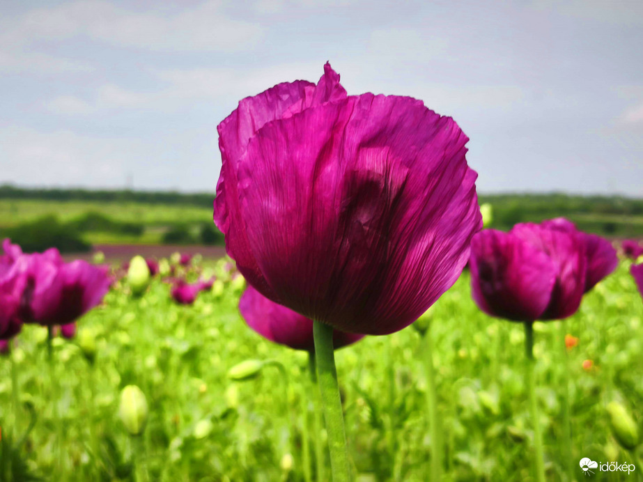Vác