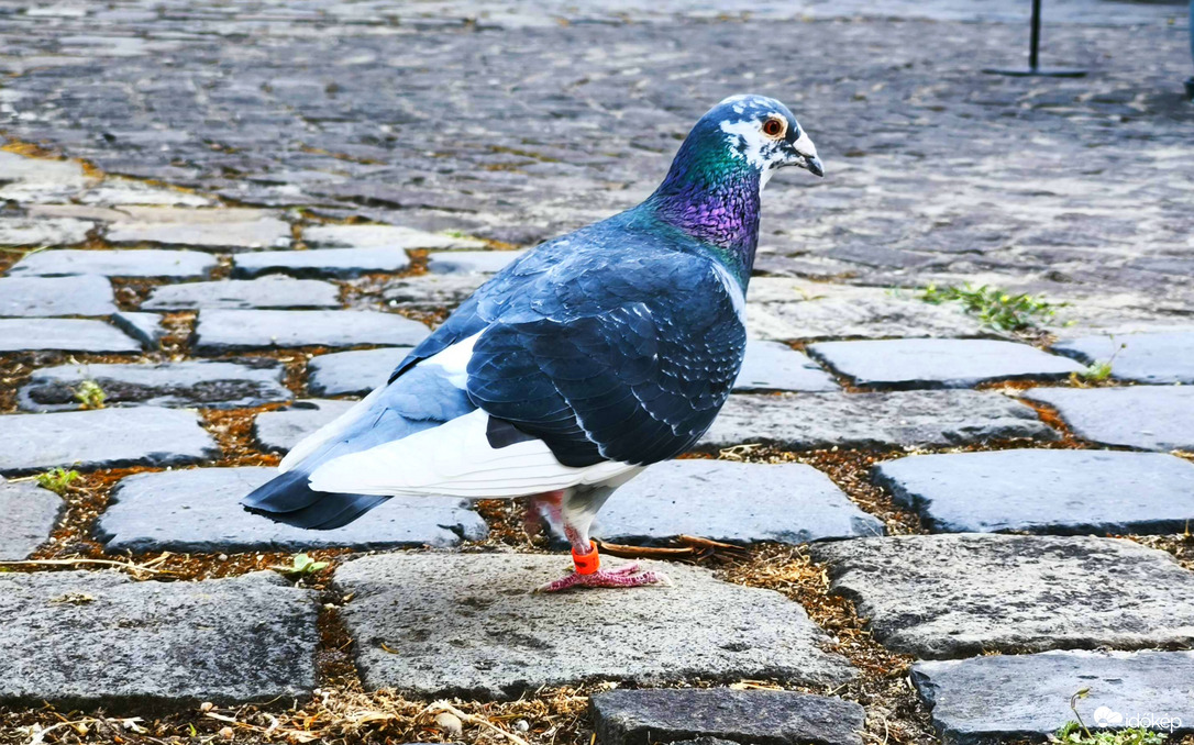 Vác