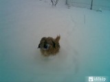 Kutyám a hóban