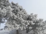 2019.01.12 Tokaj Nagy Kopasz hegy 11-12 cm hó