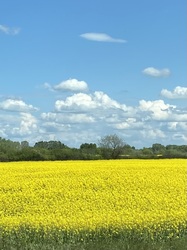 Repcemező
