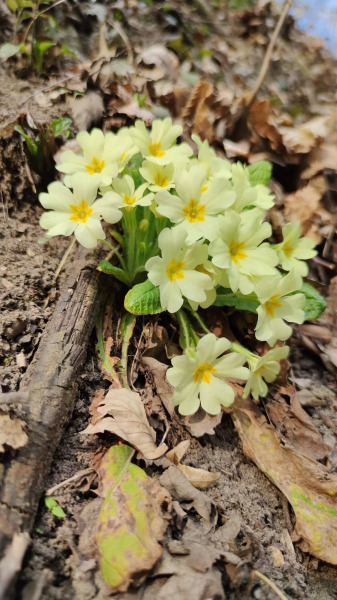 törpe kankalin Bakonyban