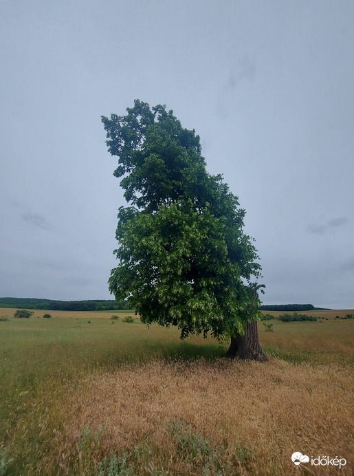 ugyanaz a fa más szögből