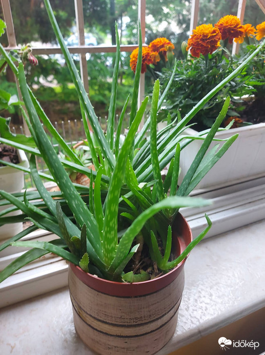 aloe