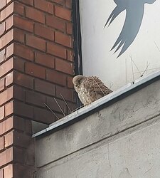 vörös vércse pár fészkel a tömbök közt