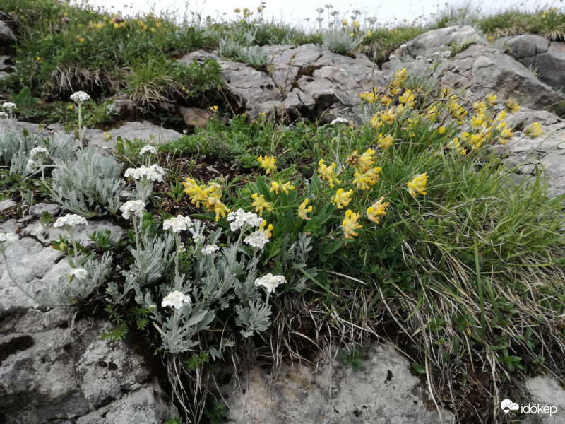 igazi alpesi sziklakert 1700 m felett