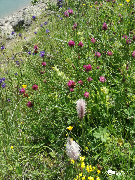 virágos rét  ausztriaban