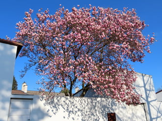 Virágba borult a Liliomfa
