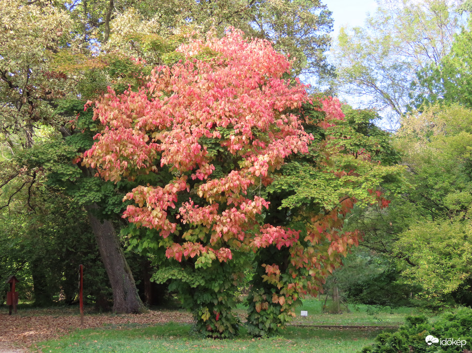 Őszi színekbe öltözött