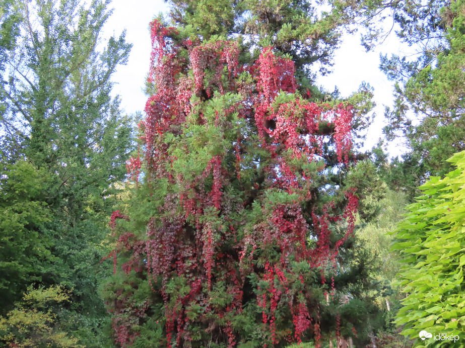 Feldíszítve az örökzöld
