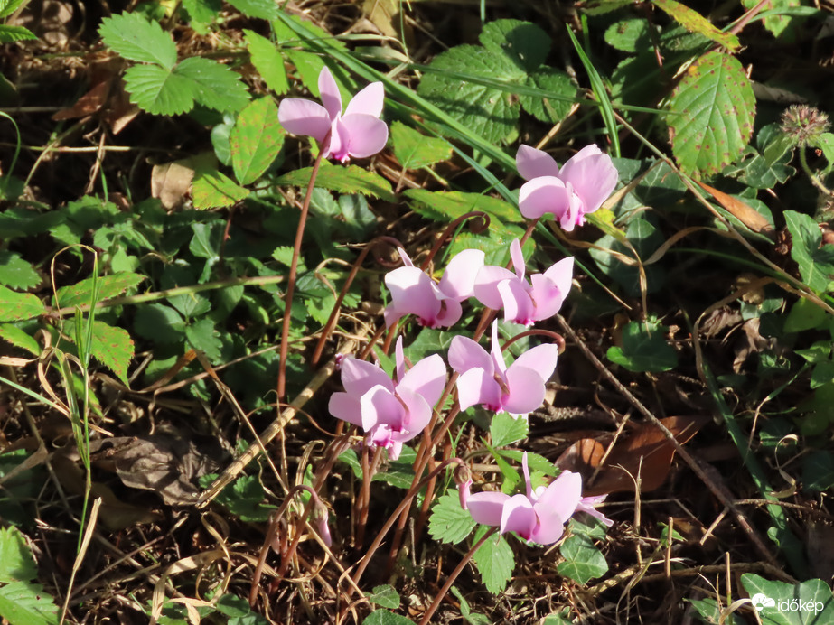 Erdei ciklámen napfényben 