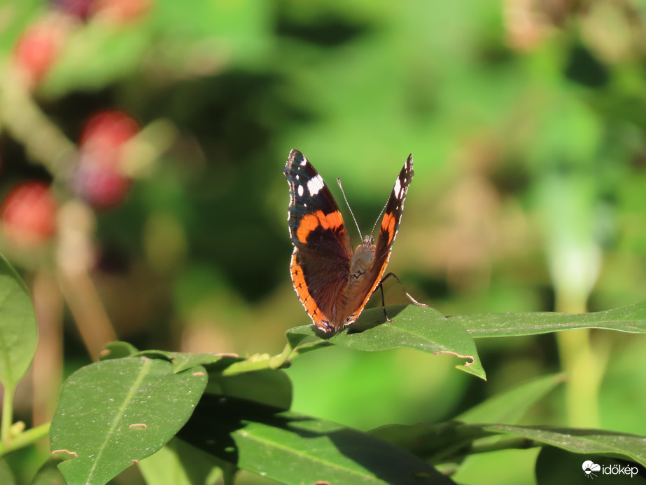 Örülök a napsütésnek