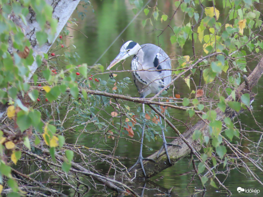 Nem a csipkebogyót figyelem
