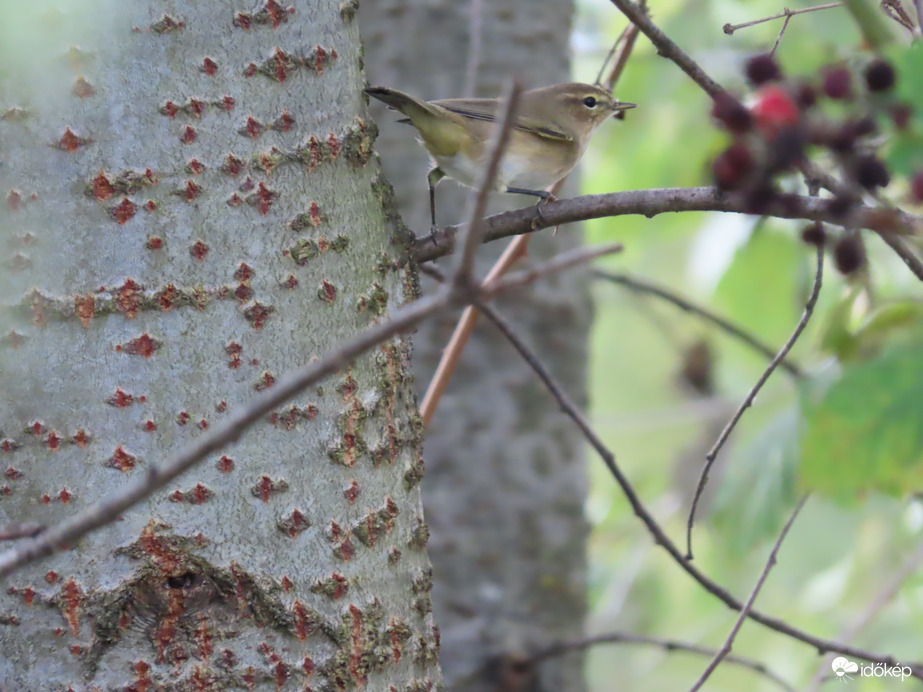 Cikázok ide-oda, mint a villám
