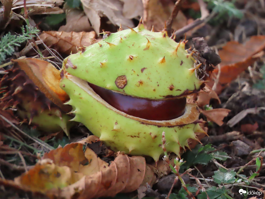 Kukucskálok a burokból