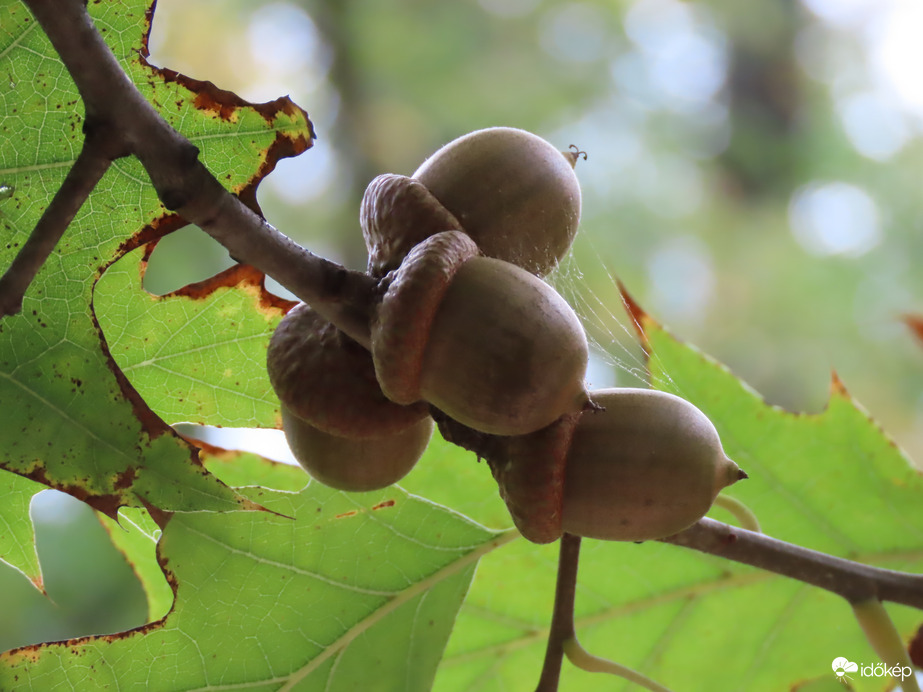 Már alig van makk a fán
