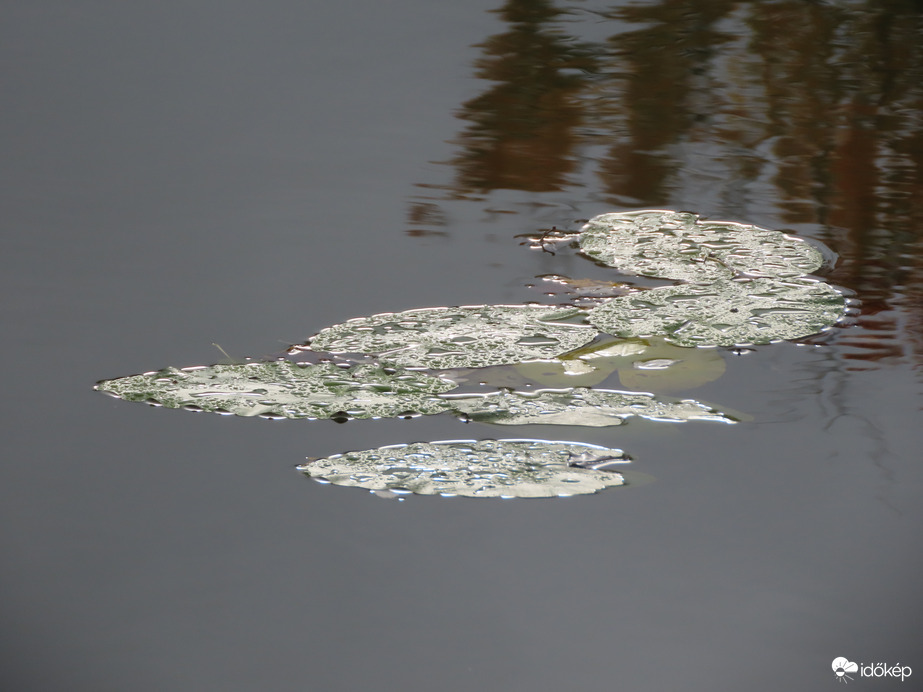 Megcsillanó napfény