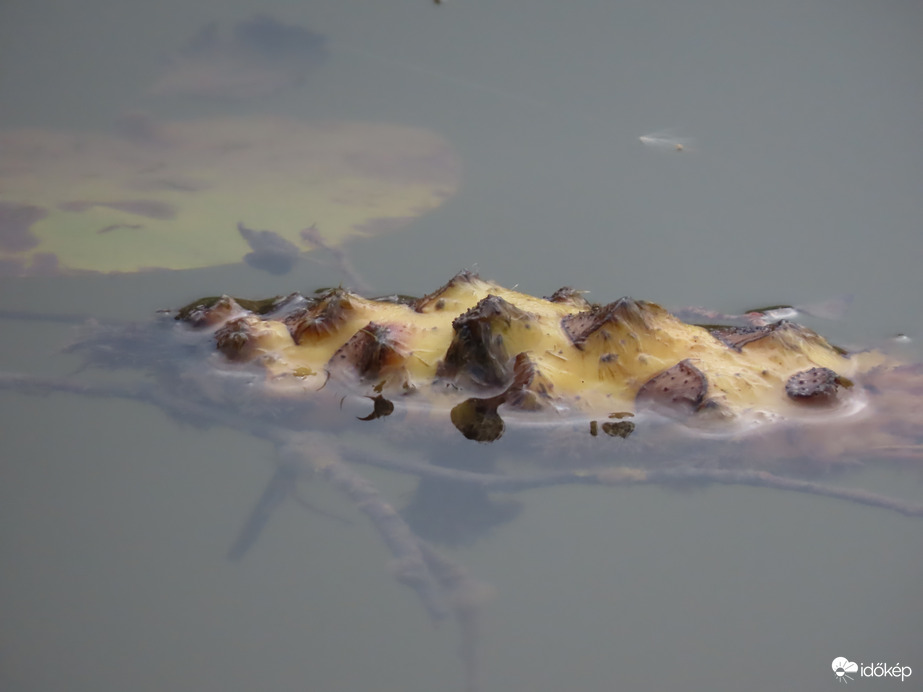 Találd ki, mi vagyok!