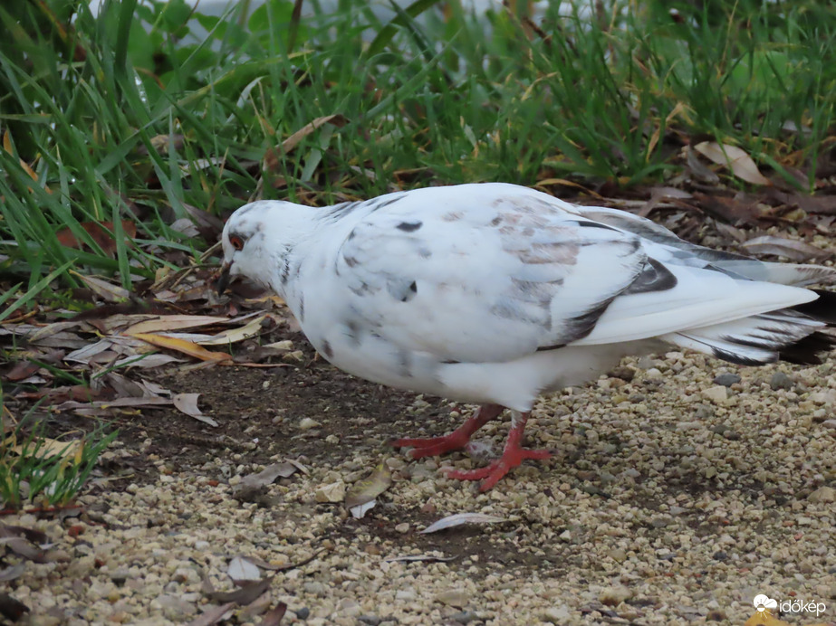 Takarítok a horgászok után