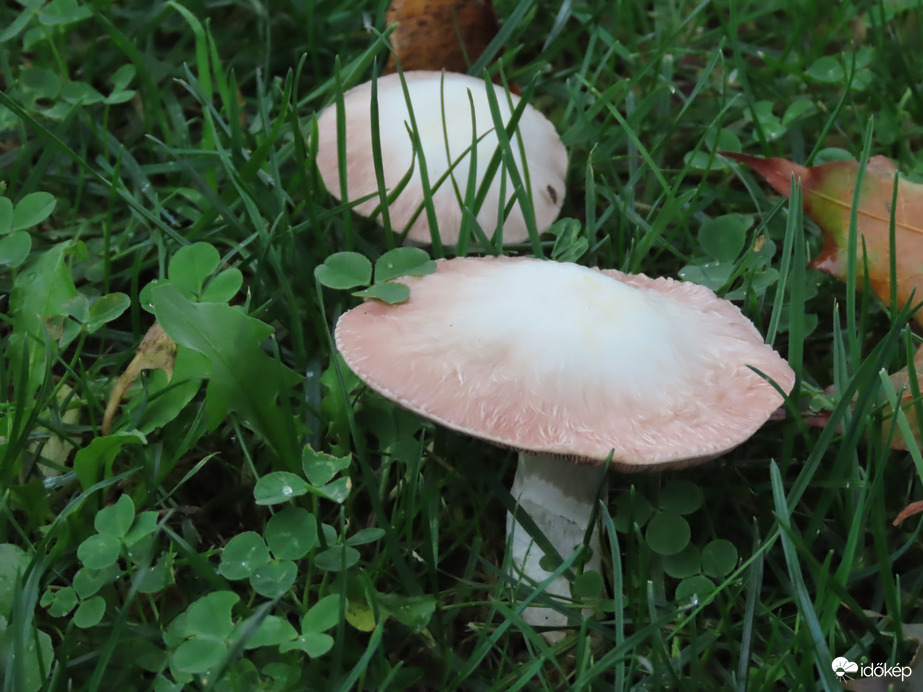 Gombák a fűben