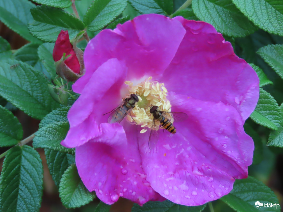 Japán rózsa lakókkal