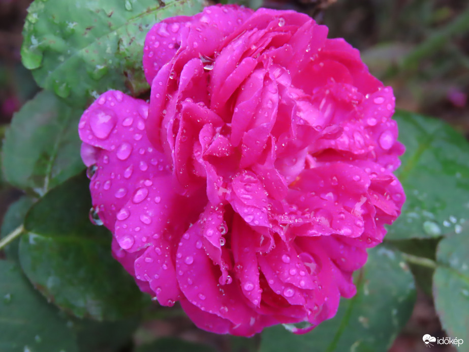 Rózsa cseppesen