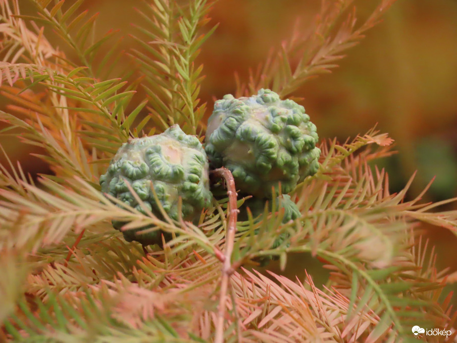 Mocsárciprus termése