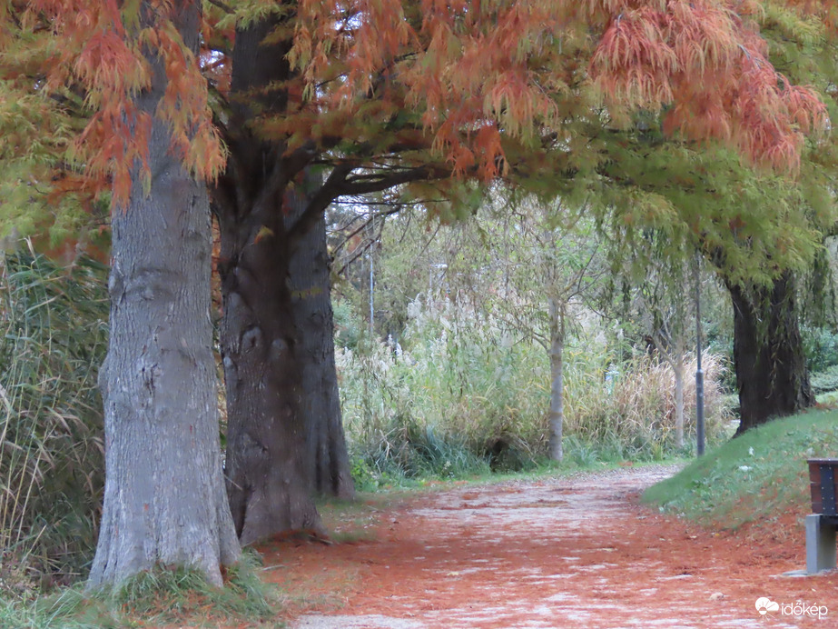 Vörös szőnyeg az úton