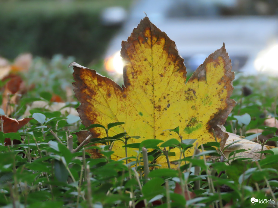 Falevél a sövény tetején