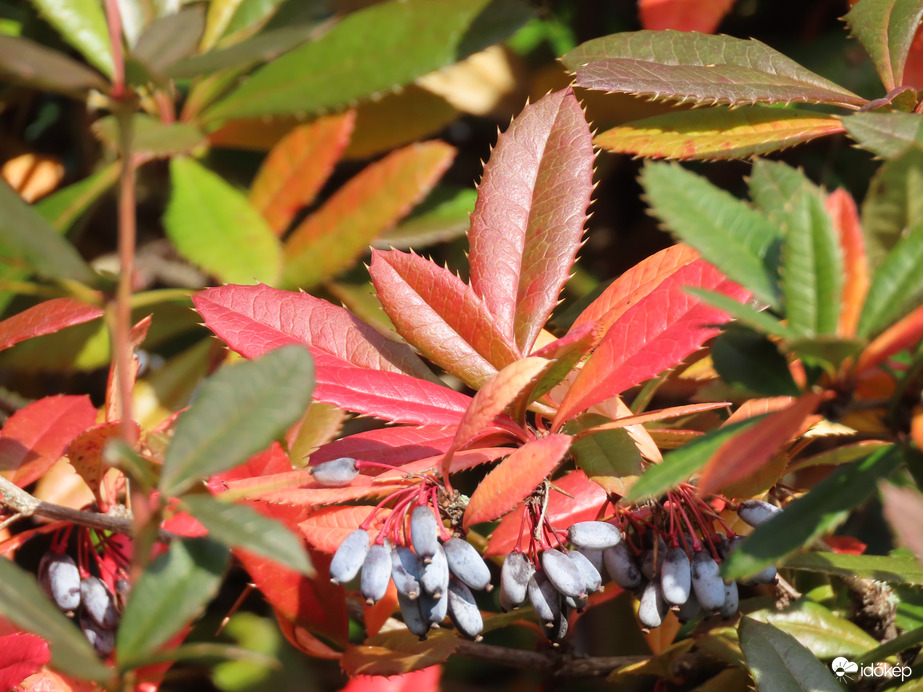 Színesedik a Júlia borbolya levele